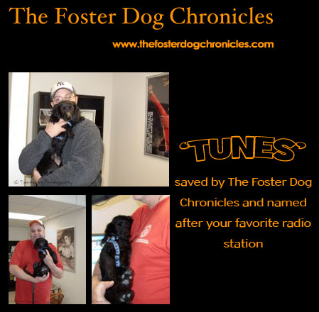 Tunes the Dog with WBLH personalities